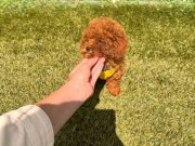 4  aylık 1250 gram Kore poodle yavrumuz