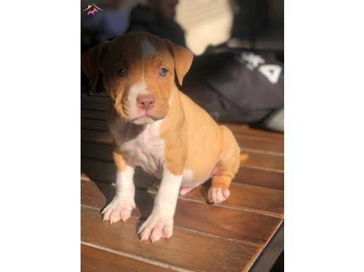 ERKEK BULLY XL SAFKAN DİŞİ REDNOSE SAFKAN