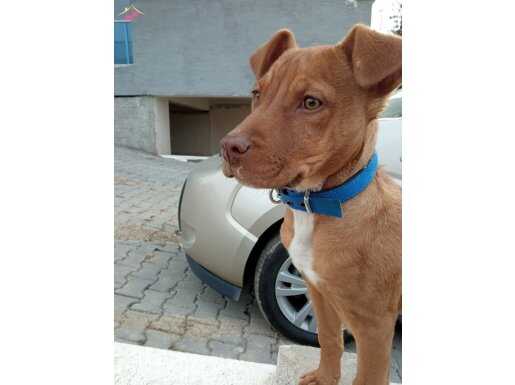 Pitbull rednose