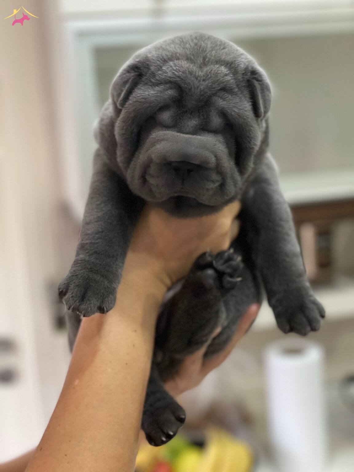 Satilik Shar Pei Fiyatlari Ve Ilanlari Kopek Dunyasi