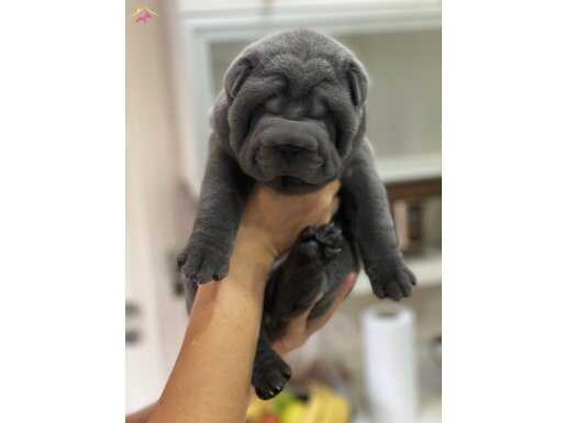 Satilik Shar Pei