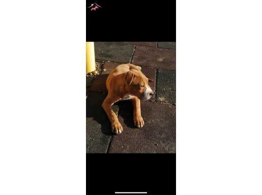 Pitbull 4 aylık 