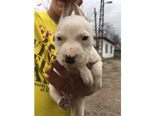 Safkan A kalite albino 