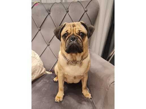 İsmi -ARES- Eğitimli çipli 7 aylık aşıları eksiksiz