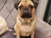 İsmi -ARES- Eğitimli çipli 7 aylık aşıları eksiksiz