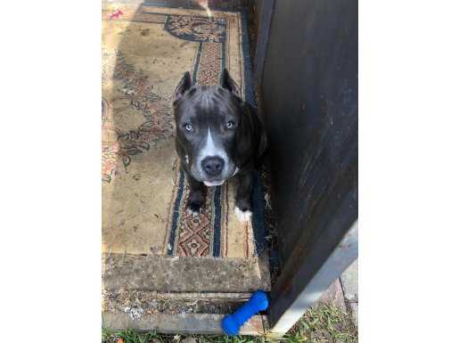 Blue pitbull 