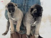 4 ERKEK 1 DİŞİ SAFKAN KANGAL YAVULARI