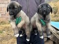 3 ERKEK SAFKANGAL A KALİTE YAVRULAR