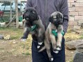 3 ERKEK SAFKANGAL A KALİTE YAVRULAR