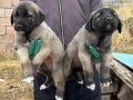 3 ERKEK SAFKANGAL A KALİTE YAVRULAR