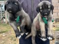 3 ERKEK SAFKANGAL A KALİTE YAVRULAR
