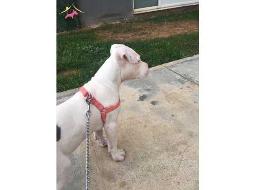 PİTBULL STAFF TERİER 2 AYLIK DİŞİ