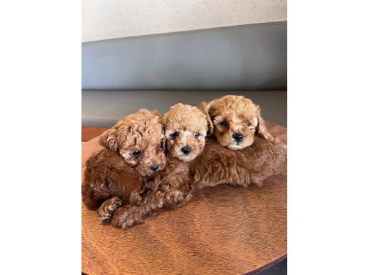 Minik toy poodle  yavrularıma yuva arıyorum 