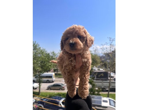 Toy Poodle Yavrularım Yuvaları için Sabırsızlanıyorlar