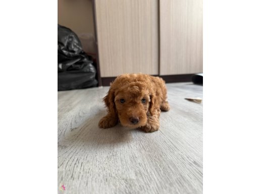Minikler yeni yuvalarını arıyorlar