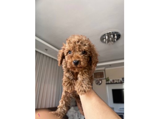 Güzel Toy poodle yavrularım yeni yuvalarını arıyorlarlar