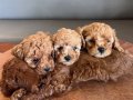 Minik toy poodle  yavrularıma yuva arıyorum 