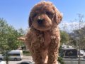 Toy Poodle Yavrularım Yuvaları için Sabırsızlanıyorlar