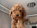 Güzel Toy poodle yavrularım yeni yuvalarını arıyorlarlar