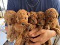Oyuncu yavrularımız yeni yuvalarını arıyorlar