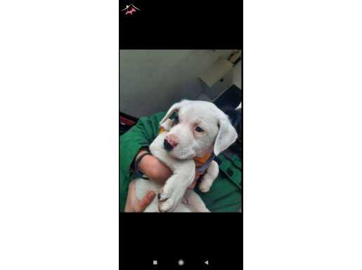 Çok güzel bir köpektir