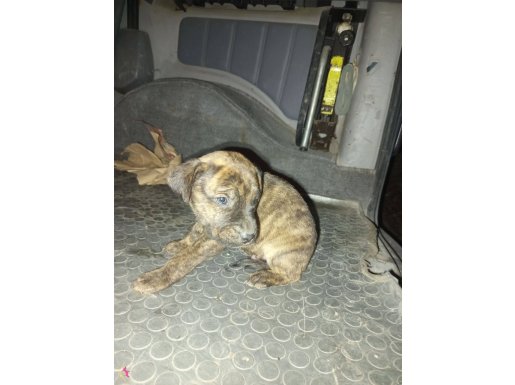 25 günlük yavru cane Corso tiger cins 