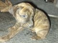 25 günlük yavru cane Corso tiger cins 