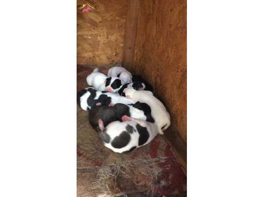 15 günlük pitbull yavrularım. Dogo ile çiftleşmiş kısa bacak