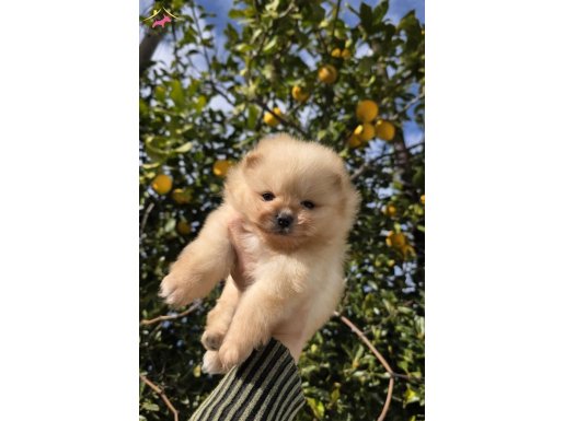 Ayı surat kaliteli bebekler 