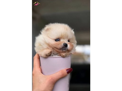 Teacup ırk garantili ayı surat bebek