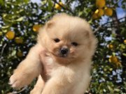 Ayı surat kaliteli bebekler 