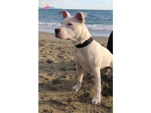 5 Aylık American Staffordshire Terrier