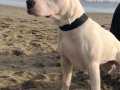 5 Aylık American Staffordshire Terrier