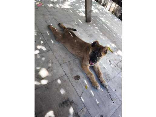 On numara geleceğin damızlık adayı   km  canavarı yorulmaz