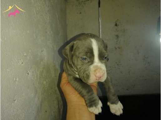 Blue nose pitbull 