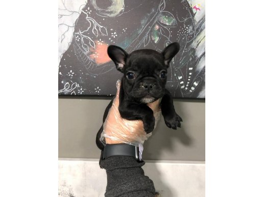 SATILIK MUHTEŞEM KALİTE FRENCH BULLDOG 