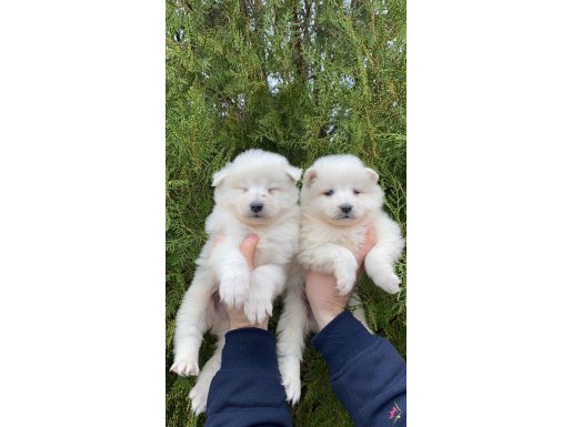 SATILIK KAR BEYAZ SAMOYED YAVRULARI 