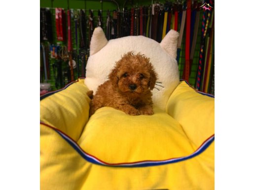 SATILIK SHOW KALİTE POODLE YAVRULARI 