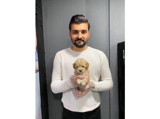SATILIK SHOW KALİTE TOY POODLE YAVRULARI 