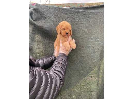 SATILIK SÜPER KALİTE TOY POODLE YAVRULARI 