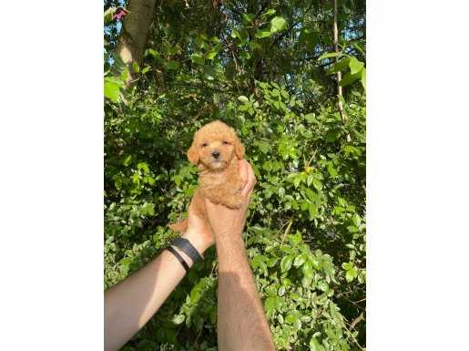 IRK VE SAĞLIK GARANTİLİ TOY POODLE YAVRULARI 