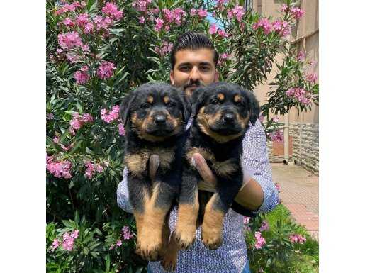 ORİJİNAL MACAR KAFA ROTTWEİLER YAVRULARI 