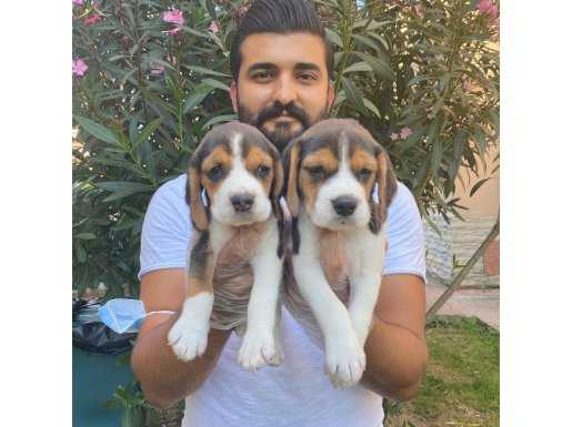 MUHTEŞEM BEAGLE ELİZABETH BEBEKLERİMİZ