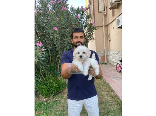 IRK VE SAĞLIK GARANTİLİ MALTESE TERRİER YAVRULARI 