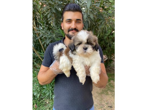 MÜKEMMEL SHİH TZU BEBEKLERİMİZ 