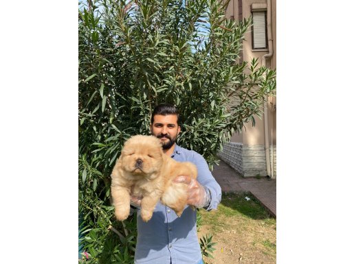 ÖZEL RENK CHOW CHOW BEBEKLERİ