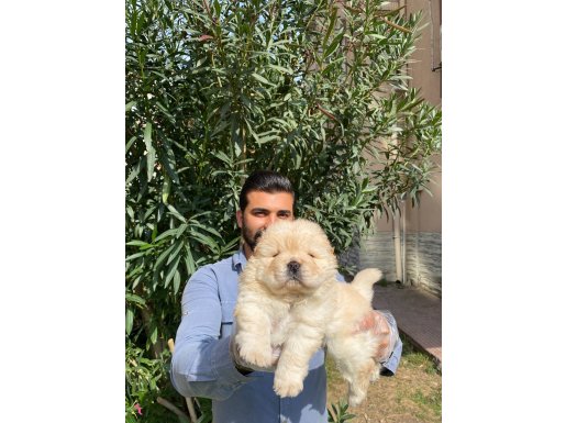 IRKININ EN İYİLERİNDEN KÜT BURUN CHOW CHOW YAVRULARI