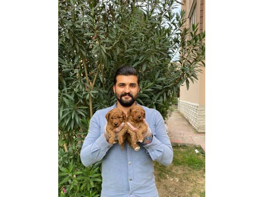 TATLILIKLARIYLA GÖZ DOLDURAN TOY POODLE BEBEKLERİ