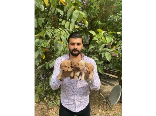 UYARI YEMESİ HİSSİ UYANDIRAN TOY POODLE YAVRULARIMIZ
