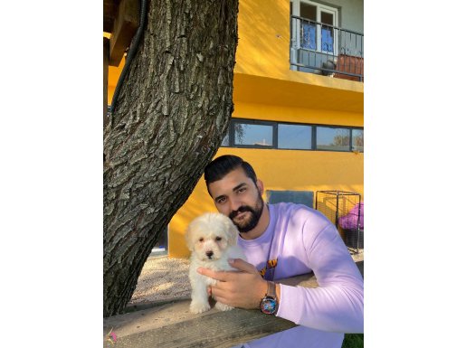 YUMUŞ ÖZEL RENK MALTİPOO YAVRULARIMIZ
